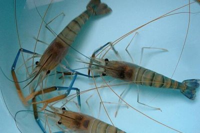 熱門的農(nóng)村水產(chǎn)養(yǎng)殖項(xiàng)目，甲魚的市場需求目前正平穩(wěn)上升