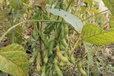吉育481大豆品種的特性，4月末至5月初播種