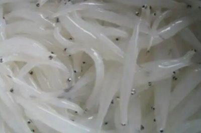 銀魚(yú)的產(chǎn)地,太湖、西湖、馬湖是三大銀魚(yú)盛產(chǎn)湖