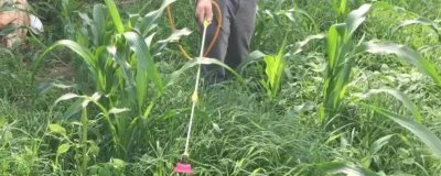 玉米除草劑一般什么時候打，在玉米3-5葉期時用藥