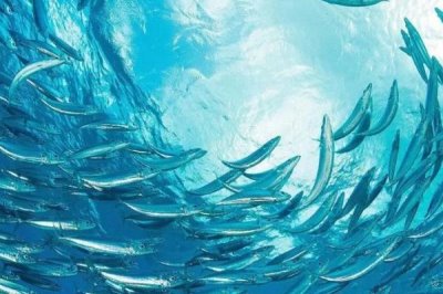 沙丁魚是不是深海魚，屬于深海魚且主要以浮游生物為食