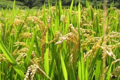 荃兩優(yōu)136水稻種簡(jiǎn)介，注意防治病蟲害