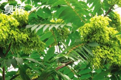 香椿在農(nóng)村為何很少有人種植，主要原因是生長(zhǎng)速度慢且不受農(nóng)民歡迎