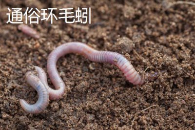 蚯蚓只能在土里生活嗎，提供適宜的溫濕度和食物也能離開土壤