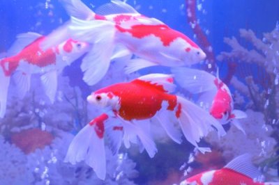 金魚吃多了翻肚怎么治，首先要做的就是立刻停止喂食