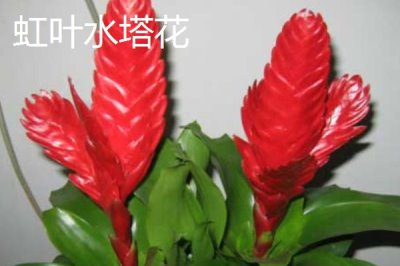 水塔花的種類，不同品種的葉片顏色不一