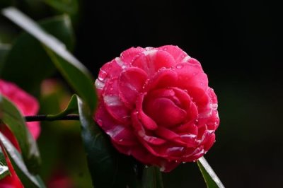 山茶花的花語(yǔ)，寓意謙讓、孤傲和純真
