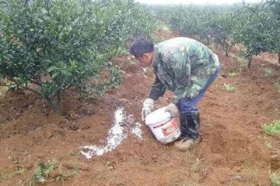 臍橙怎么施肥，可在樹行間開溝施入