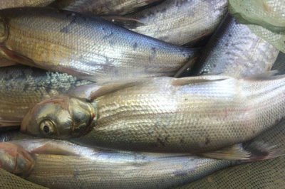 手竿釣白條魚怎么選餌料，可選自然餌料和商品餌料