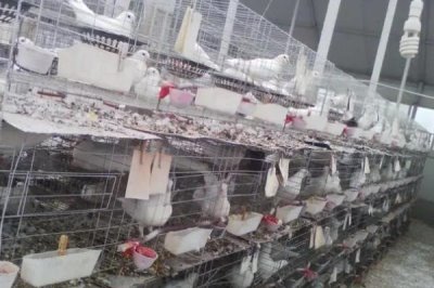 養(yǎng)殖鴿子怎么檢查健康狀況，健康的鴿子比較活潑且敏感