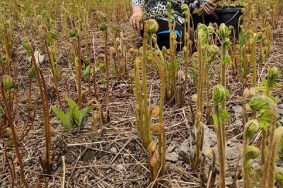 種植蕨菜的效益，畝收益可達到12000-16000元左右