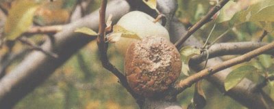 褐腐病怎么防治，種植農(nóng)作物時(shí)需加強(qiáng)環(huán)境的通風(fēng)