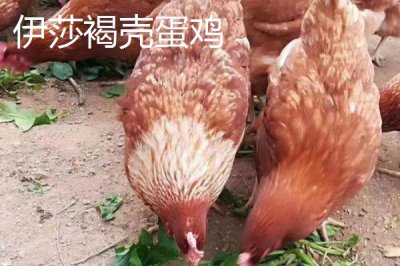 產(chǎn)蛋率高的母雞品種，因地制宜很重要
