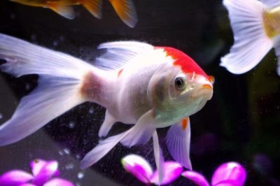 金魚吃水草嗎，喜愛水生植物但需多種飼料搭配喂養(yǎng)