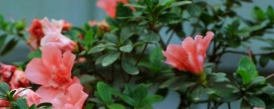 家里養(yǎng)杜鵑花寓意吉祥嗎，家里養(yǎng)杜鵑花是十分吉祥的