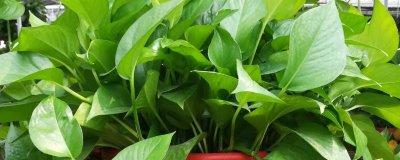 綠蘿的種植方法，選擇肥力充足且通透性強(qiáng)的土壤