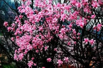 辛夷怎么繁殖，可采用播種、扦插等方法