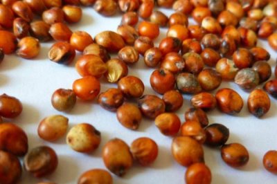 高粱的高產(chǎn)種植技術(shù)，應(yīng)合理輪作
