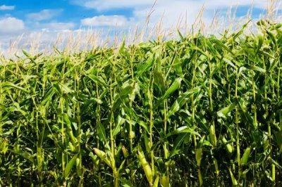 豫冠598玉米種子簡介，適宜密度4500株/畝