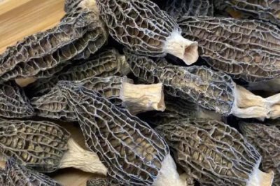 農(nóng)村珍稀食用菌品種，這5種發(fā)展前景一片大好