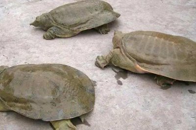 熱門的農(nóng)村水產(chǎn)養(yǎng)殖項(xiàng)目，甲魚的市場需求目前正平穩(wěn)上升