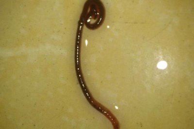 錦鯉魚吃什么食物，分為植物性飼料、動物性飼料、合成飼料