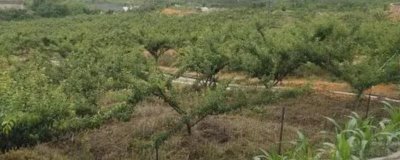 種李子用什么土比較好，用黑土比較好