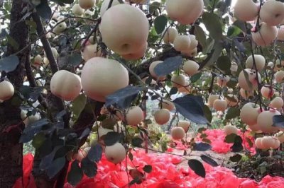 蘋(píng)果高產(chǎn)園怎么施肥用藥，萌芽至開(kāi)花前第一遍用藥