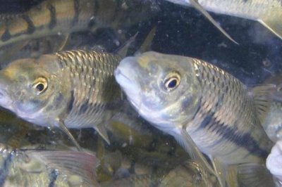 石斑魚的養(yǎng)殖技術，餌料以新鮮的小雜魚和小蝦米為主