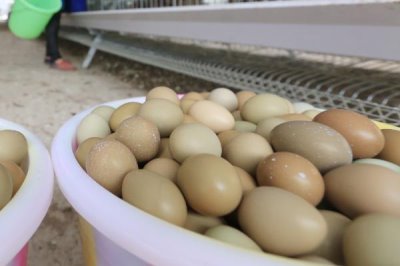 養(yǎng)殖野雞所需投資，養(yǎng)殖1000只大概要投資27500元左右