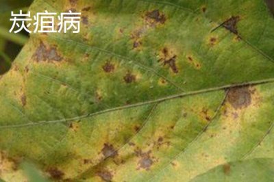 怎么防治毛豆的常見病害，關(guān)鍵是要種植抗病能力強(qiáng)的品種
