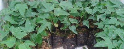 木瓜苗的價(jià)格，一棵大約需要3-5元左右