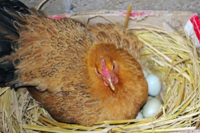 母雞抱窩喂食頻率，每天喂食一次飼料和水即可