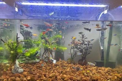 魚的飼料怎么選，可選擇顆粒飼料或薄片飼料
