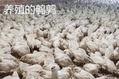 鵪鶉和鴿子的區(qū)別，科屬、形態(tài)和繁殖方法均不同