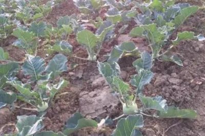 苤藍(lán)的種植方法，如今種植的人比較少