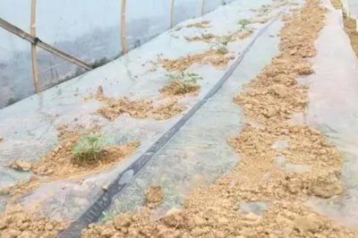 嫁接西瓜苗的新方法，將接穗切成楔形再插入接口