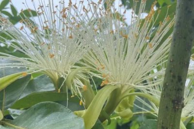 發(fā)財(cái)樹(shù)會(huì)不會(huì)開(kāi)花，達(dá)到一定樹(shù)齡就有可能開(kāi)花