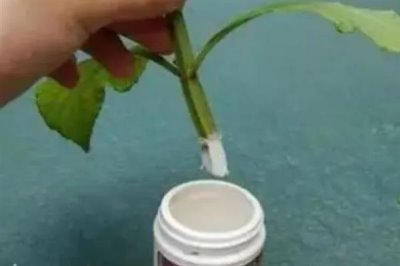 使用生根粉的方法，主要有浸泡、噴施、撒施等方式