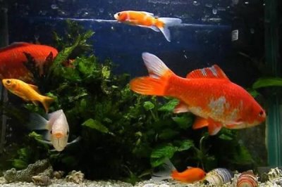 養(yǎng)魚的注意事項(xiàng)，養(yǎng)魚前要先養(yǎng)水