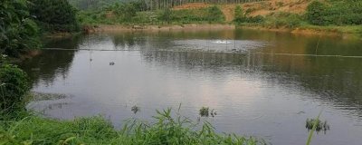 魚塘硫酸銅用什么解毒，通常可用硫代硫酸鈉來解毒