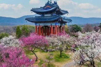 梅蘭竹菊的寓意，梅花寓意百折不撓