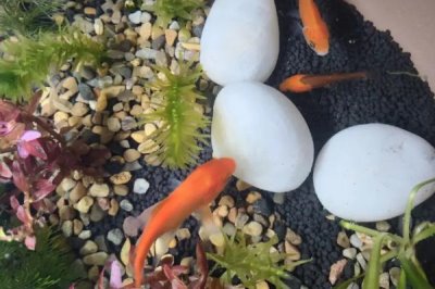 養(yǎng)魚自來水的處理方法，自來水一定要暴曬2-3天后再使用
