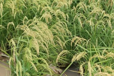 廣秀兩優(yōu)華占水稻種簡介，6月20-25日播種