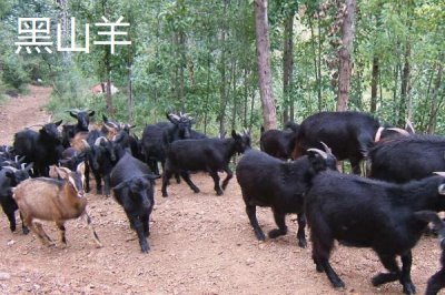 哪些羊適合在南方地區(qū)養(yǎng)，黑山羊、南江黃羊、黃淮山羊等品種均可養(yǎng)殖