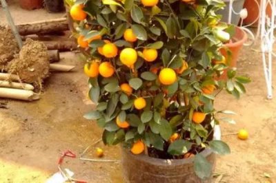 橙子樹盆栽從沒結(jié)過果是什么原因，可能是土壤條件不當(dāng)或修剪不合理等