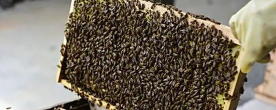 養(yǎng)什么蜂具有良好的效益，虎頭蜂、意蜂等品種均是適宜選擇