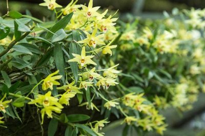 鐵皮石斛的價(jià)格，會(huì)受到規(guī)格、產(chǎn)地、品牌等條件的影響