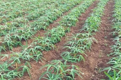 木薯施肥方法，塊根膨大期應(yīng)主施鉀肥