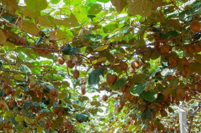 種植獼猴桃的海拔，通常以200-800米為宜